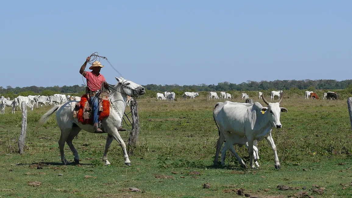 Pantanal