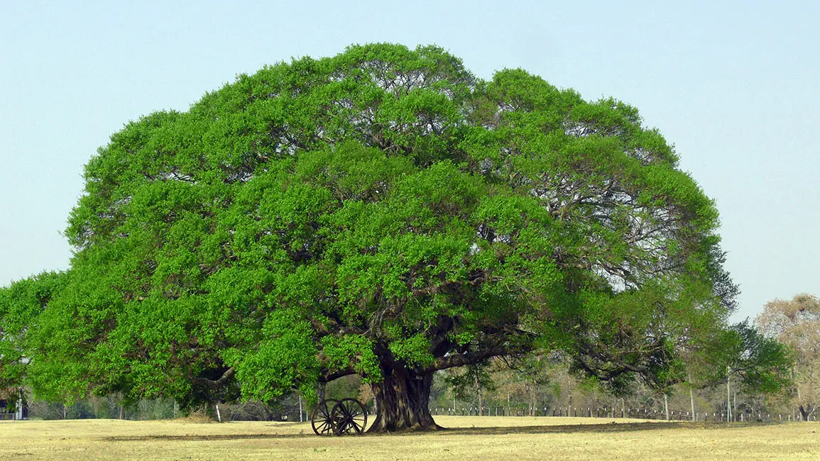 Pantanal