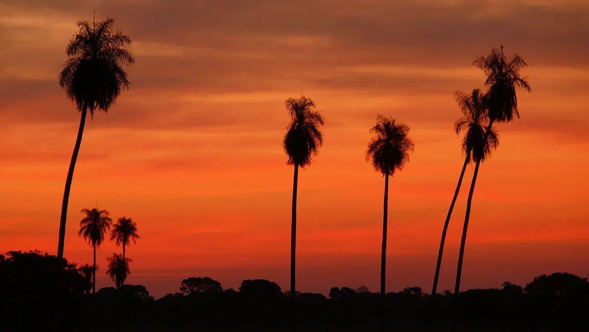 Pantanal