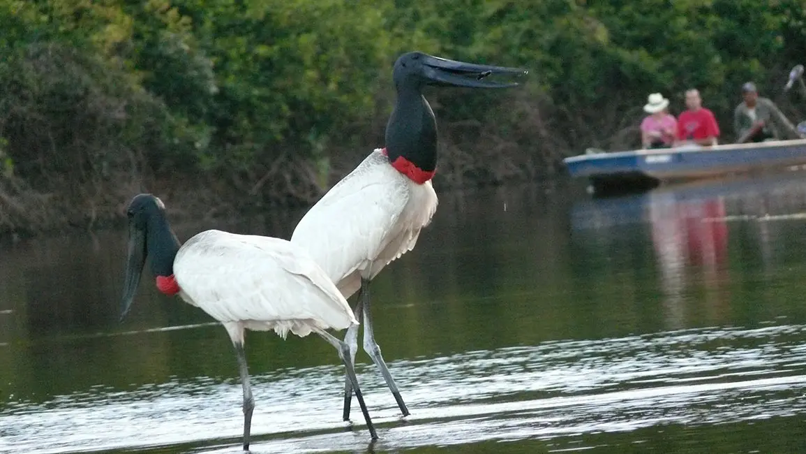 Pantanal