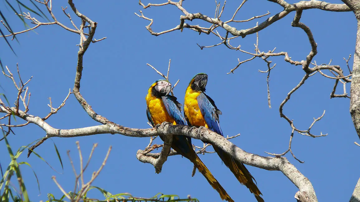 Pantanal