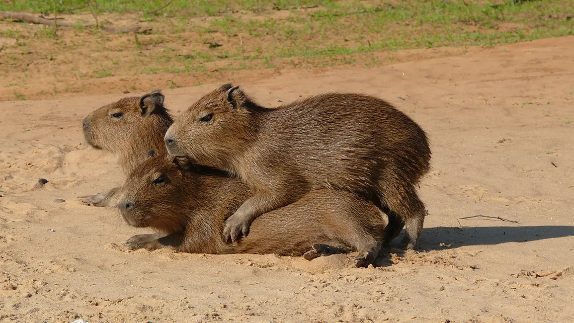 Pantanal