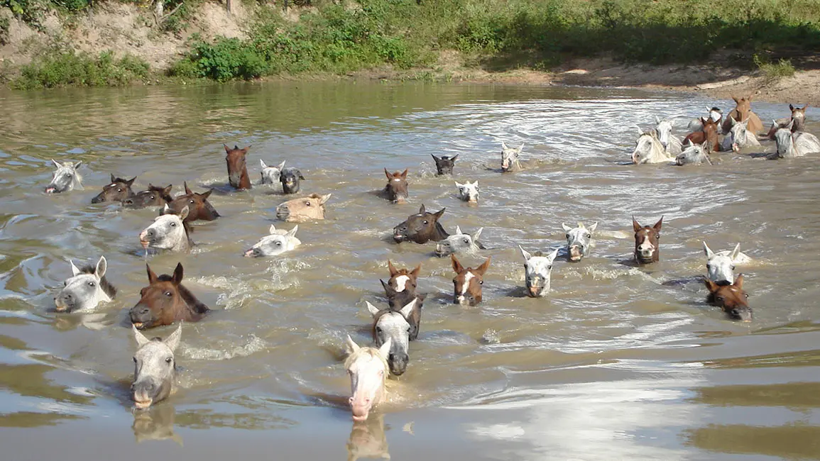 Pantanal