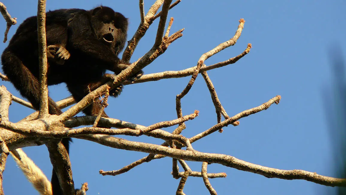 Pantanal