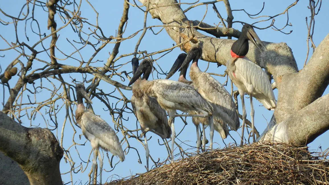 Pantanal