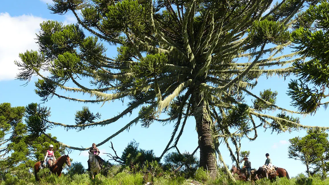 São Joaquim photo gallery