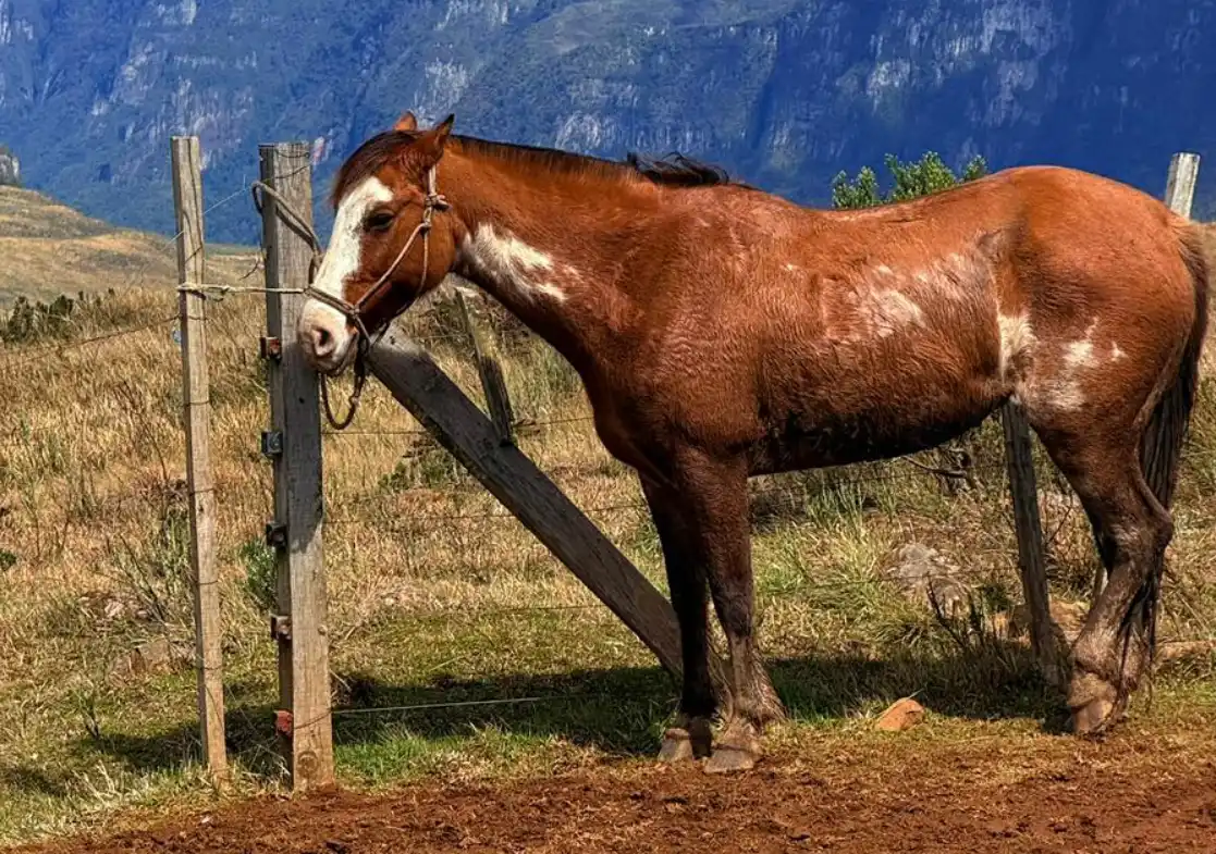 Mangalarga Horse