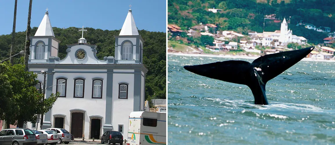 Whale Watching