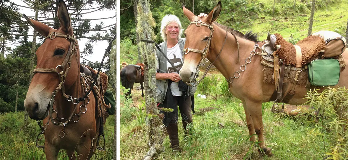 Mule Riding