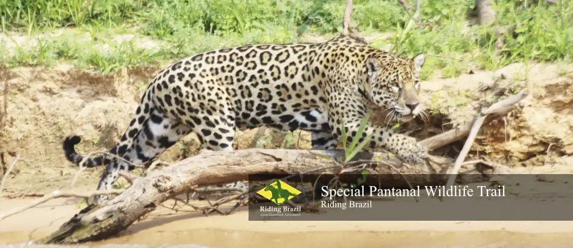 Special Pantanal Trail Ride