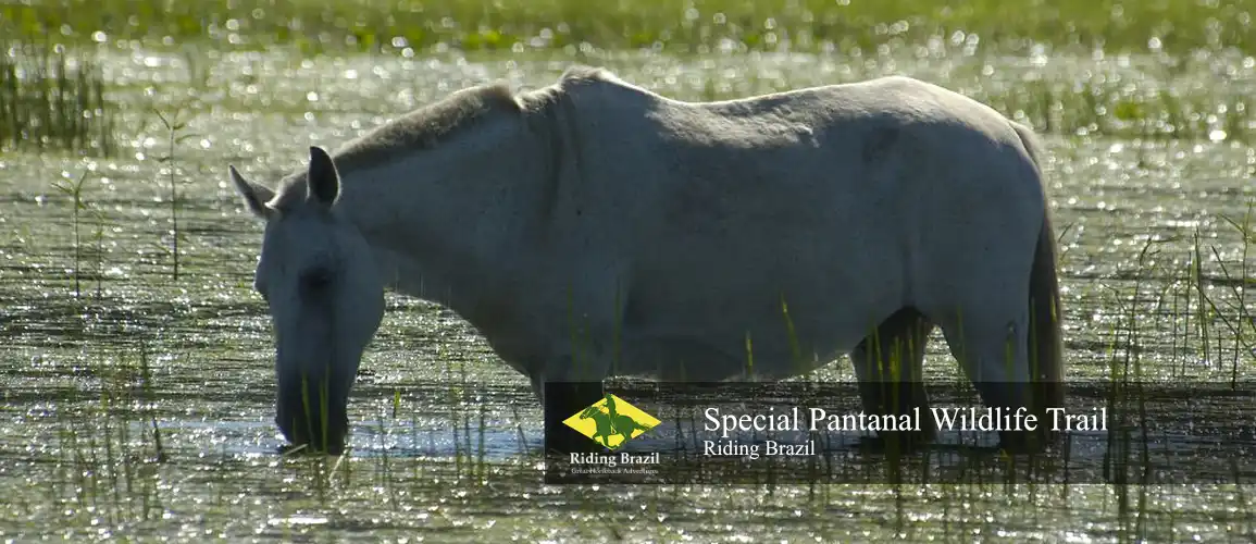 Special Pantanal Trail Ride