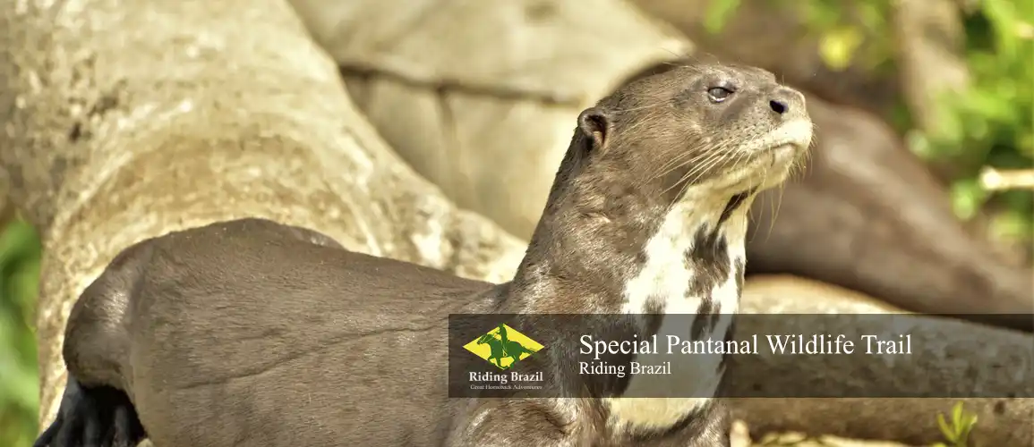 Special Pantanal Trail Ride