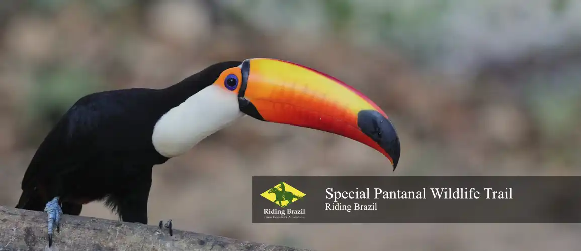 Special Pantanal Trail Ride