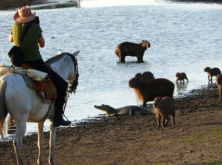 Observing and photographing animals 