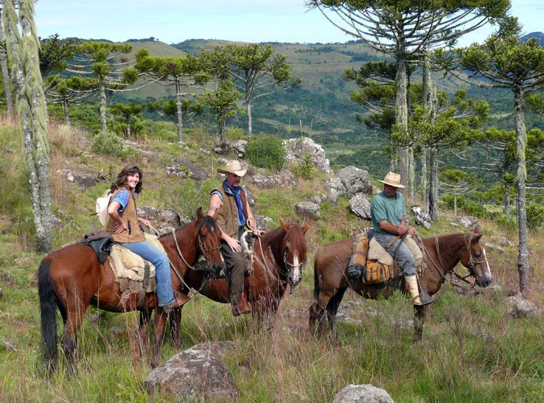Through araukaria forests