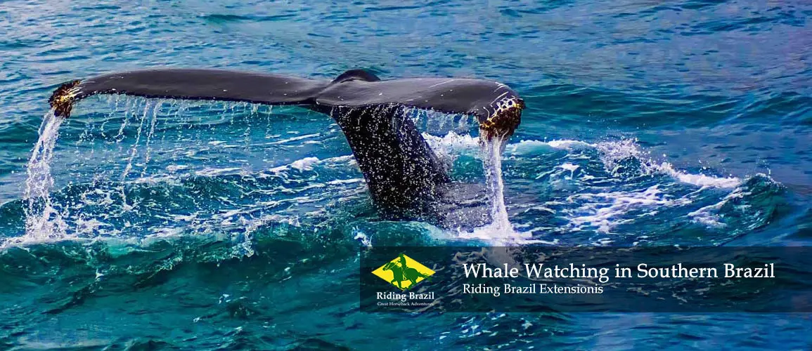 Whale Watching in Southern Brazil